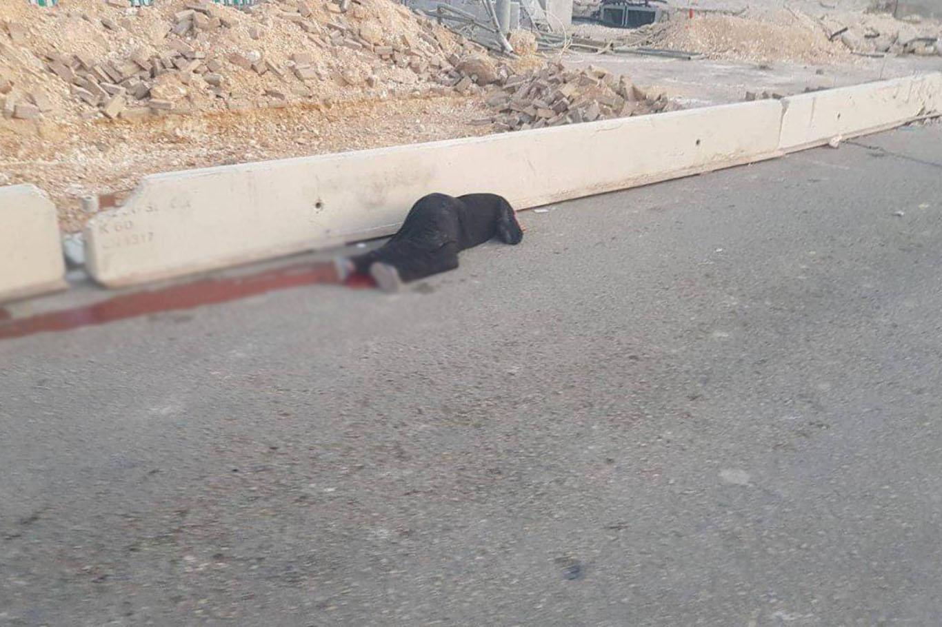 Occupation gangs massacred a Palestinian woman Occupation gangs massacred a Palestinian woman